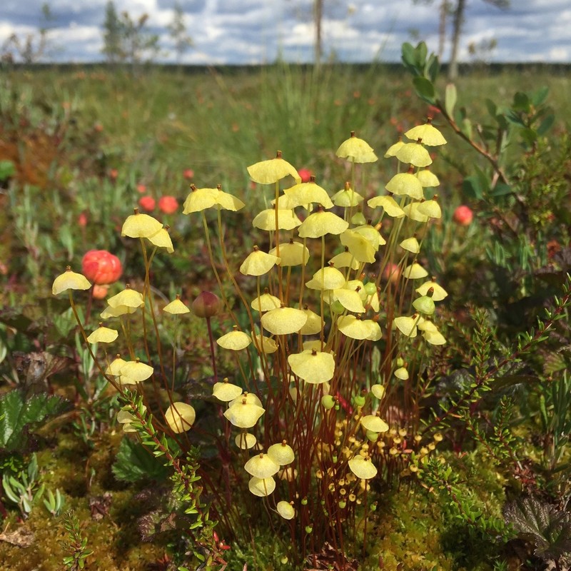 Yellow Moosedung Moss photo 5