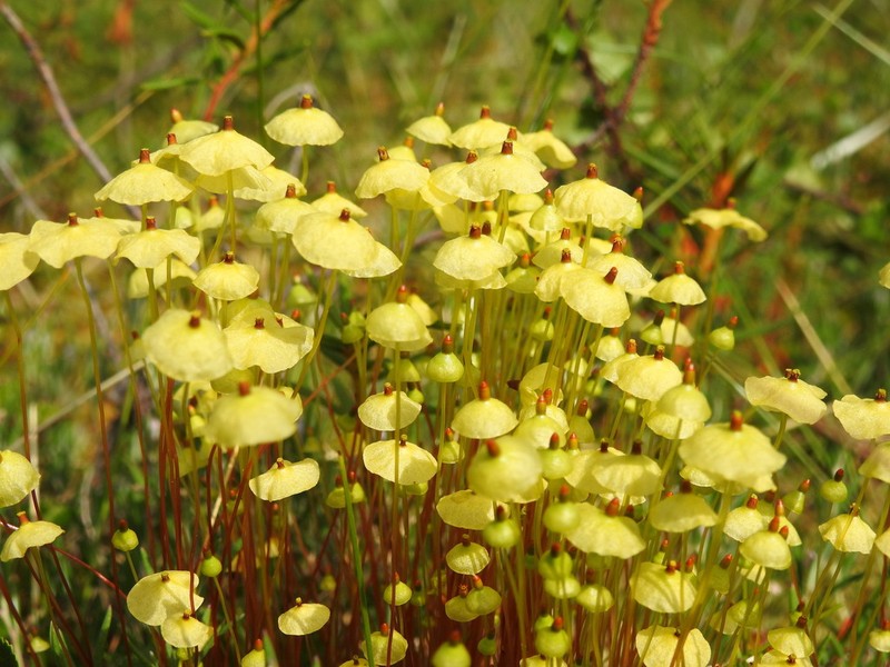 Yellow Moosedung Moss photo 6