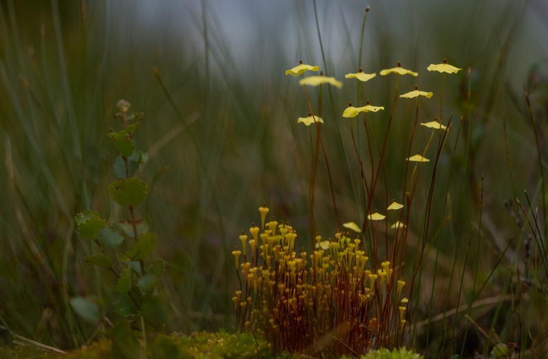Yellow Moosedung Moss photo 7