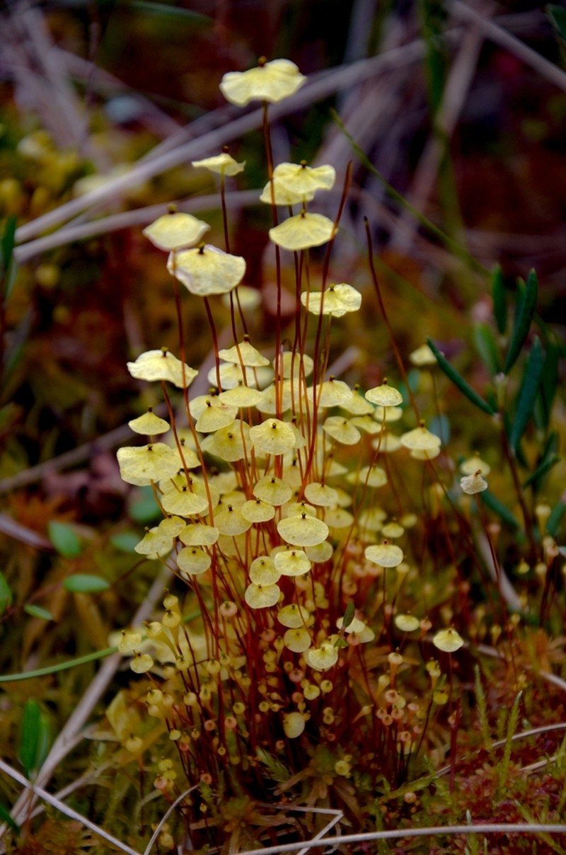 Yellow Moosedung Moss photo 8