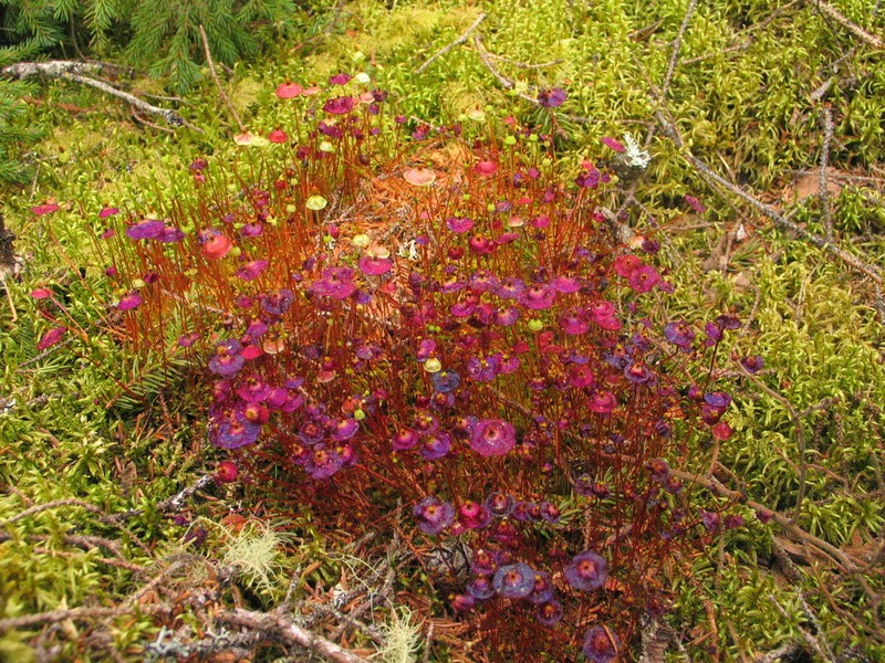 Brilliant Red Dung Moss photo 3