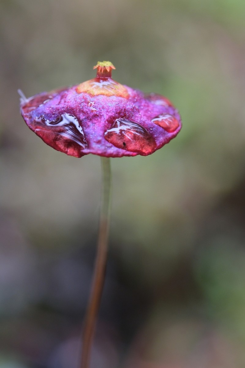 Brilliant Red Dung Moss photo 4
