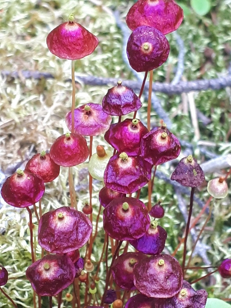 Brilliant Red Dung Moss photo 5