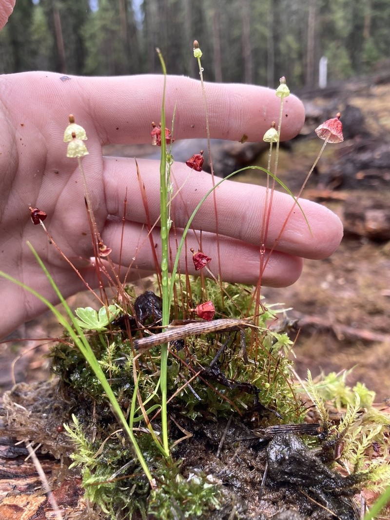 Brilliant Red Dung Moss photo 6
