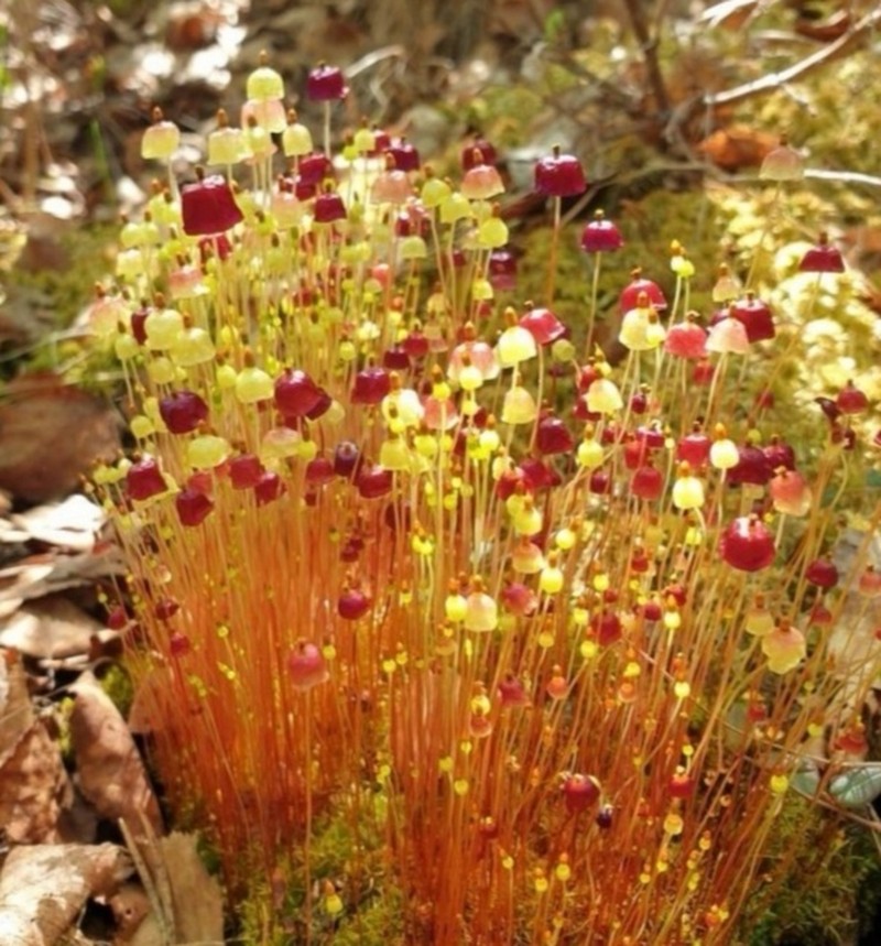Brilliant Red Dung Moss photo 7
