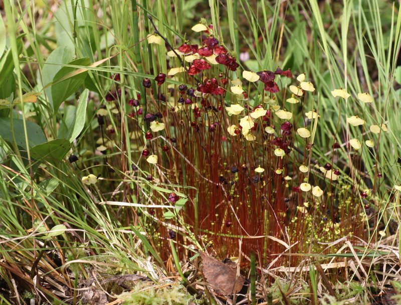 Brilliant Red Dung Moss photo 2