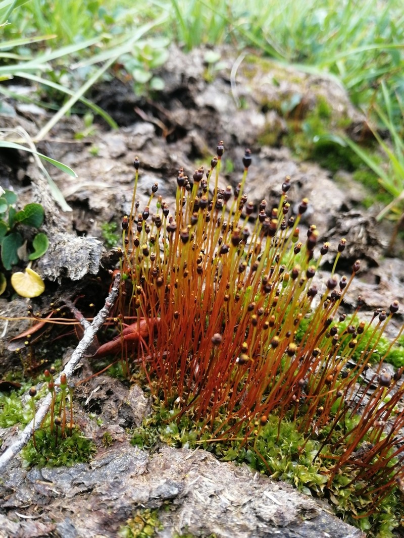 Pinkstink Dung Moss