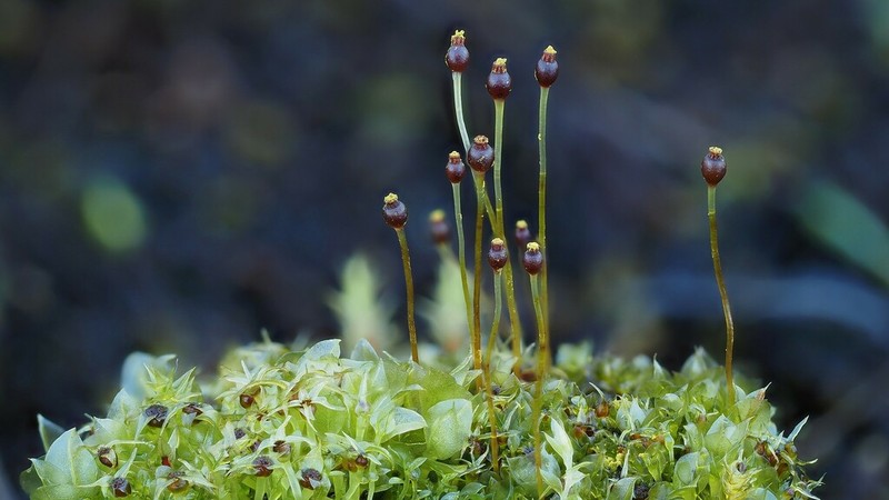 Pinkstink Dung Moss photo 2