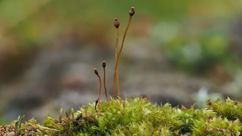 Pinkstink Dung Moss photo 3