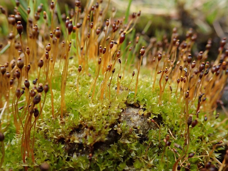 Pinkstink Dung Moss photo 4