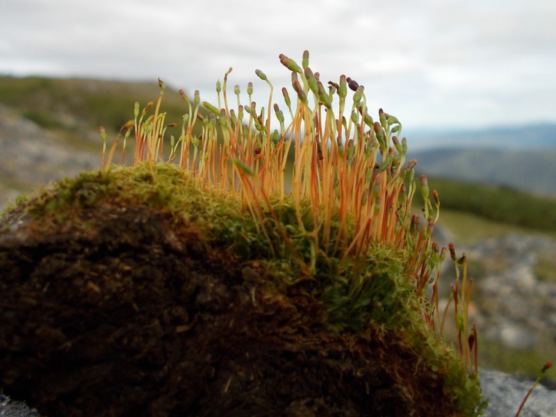 Pinkstink Dung Moss photo 5