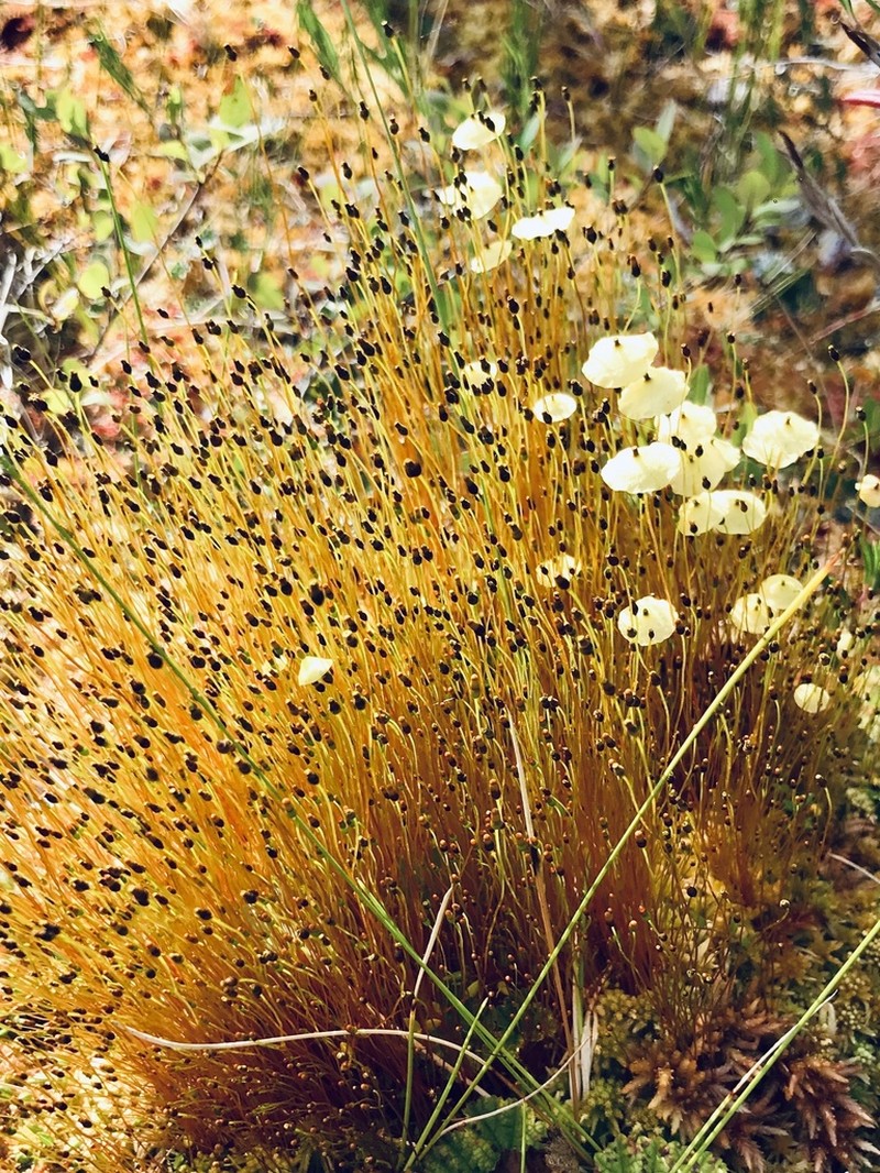 Pinkstink Dung Moss photo 6