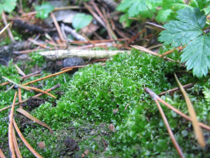 Pinkstink Dung Moss photo 7