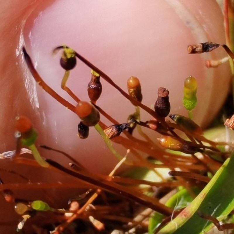Pinkstink Dung Moss photo 8