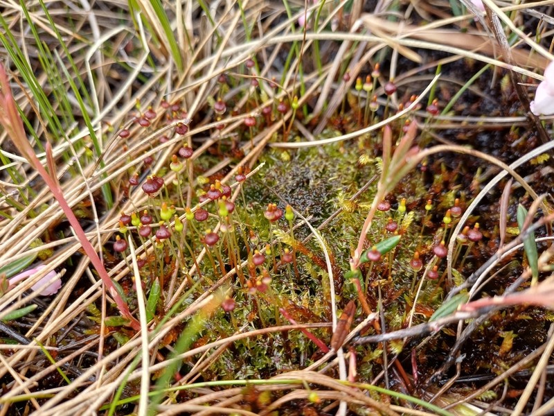 Splachnum Dung Moss