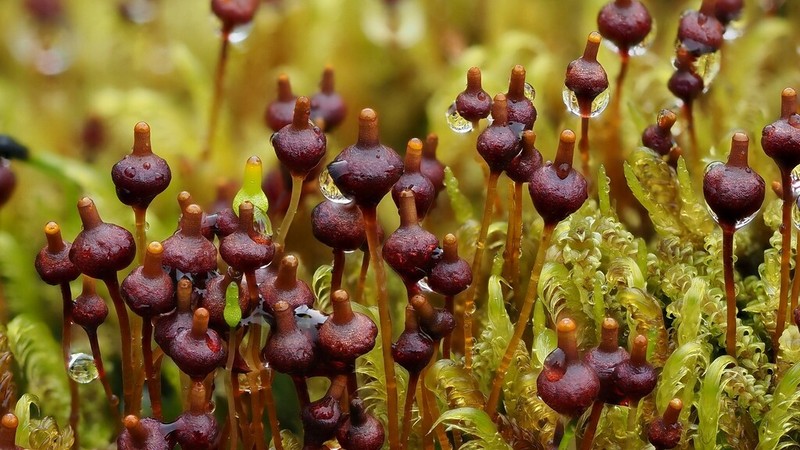 Splachnum Dung Moss photo 2