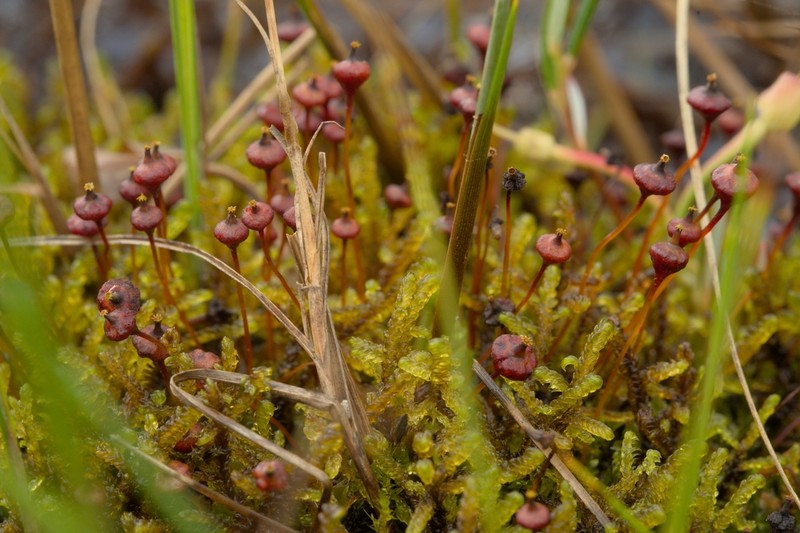 Splachnum Dung Moss photo 3
