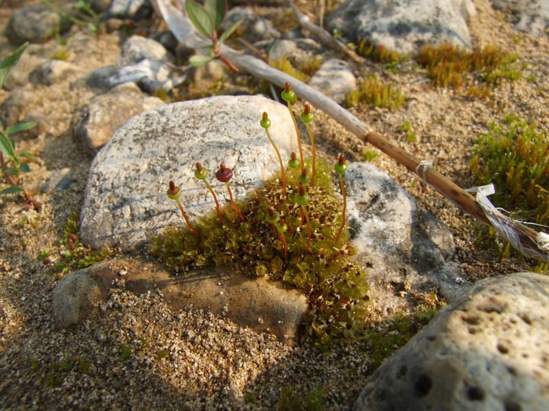 Splachnum Dung Moss photo 4