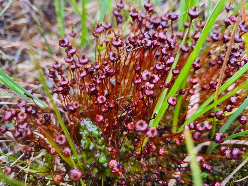 Splachnum Dung Moss photo 5