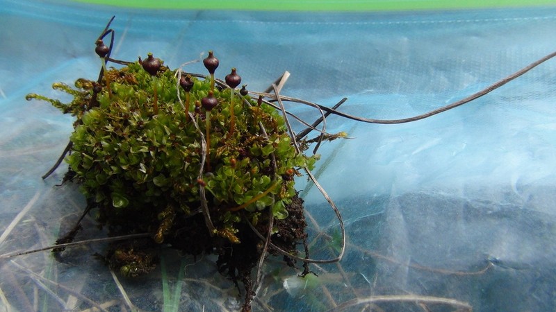 Splachnum Dung Moss photo 6