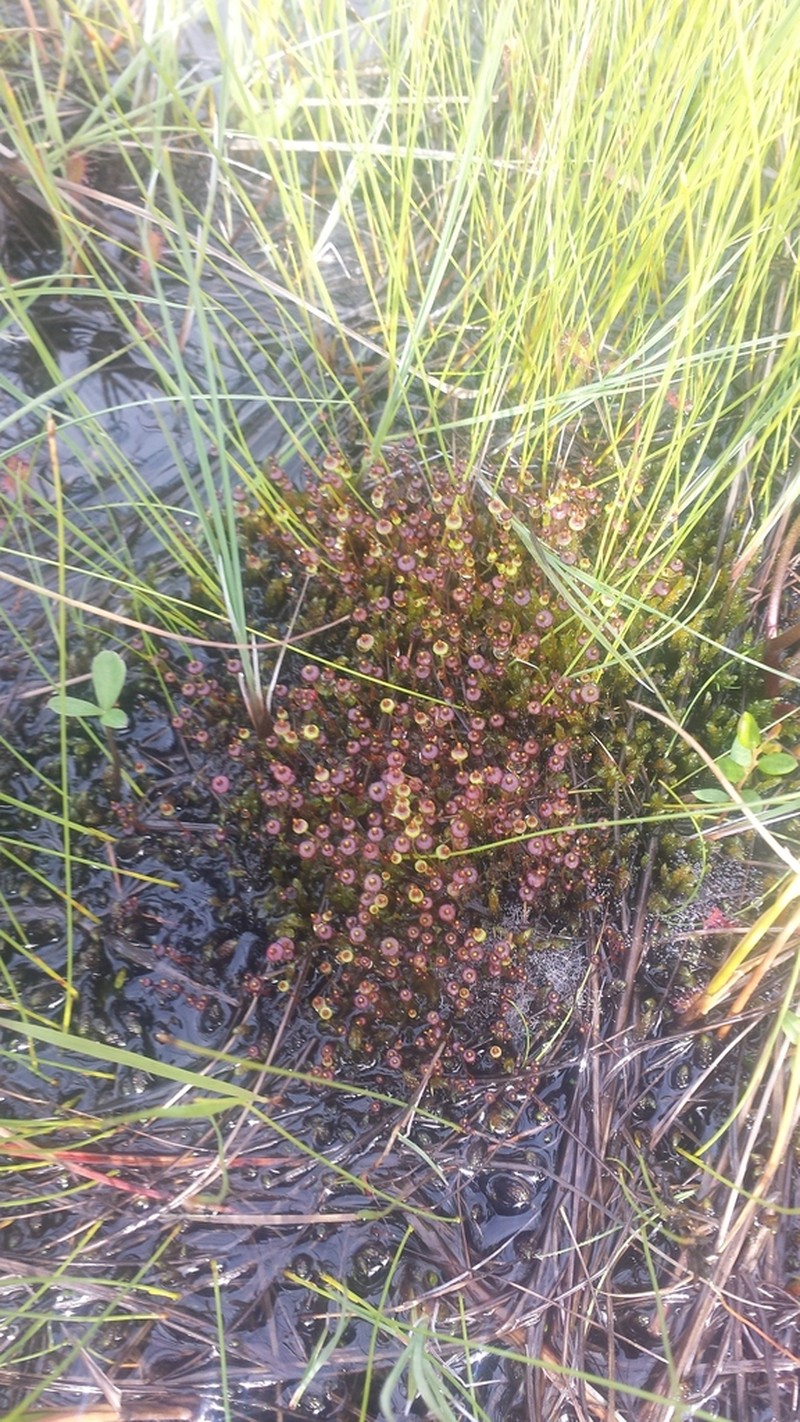 Splachnum Dung Moss photo 7