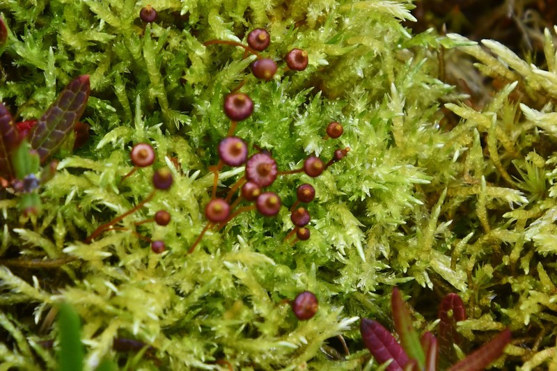 Splachnum Dung Moss photo 8
