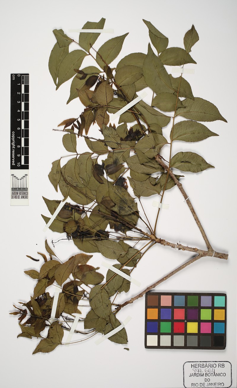 Spondias admirabilis