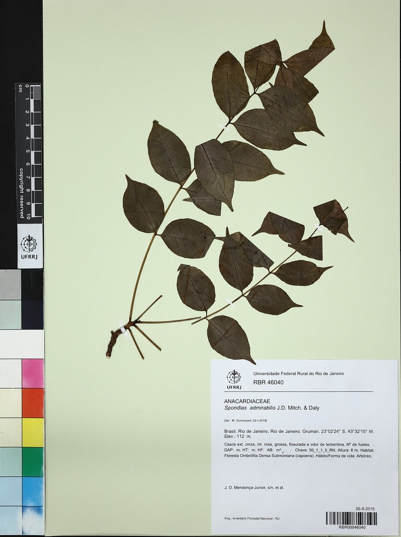 Spondias admirabilis photo 2
