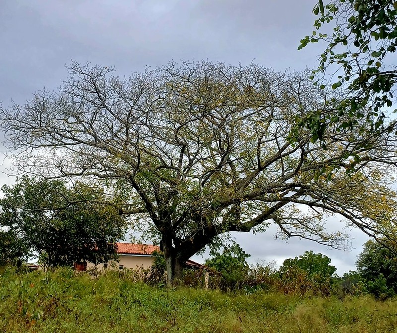 Spondias bahiensis
