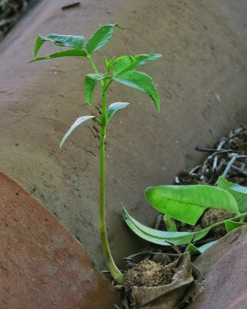 Spondias bahiensis photo 2