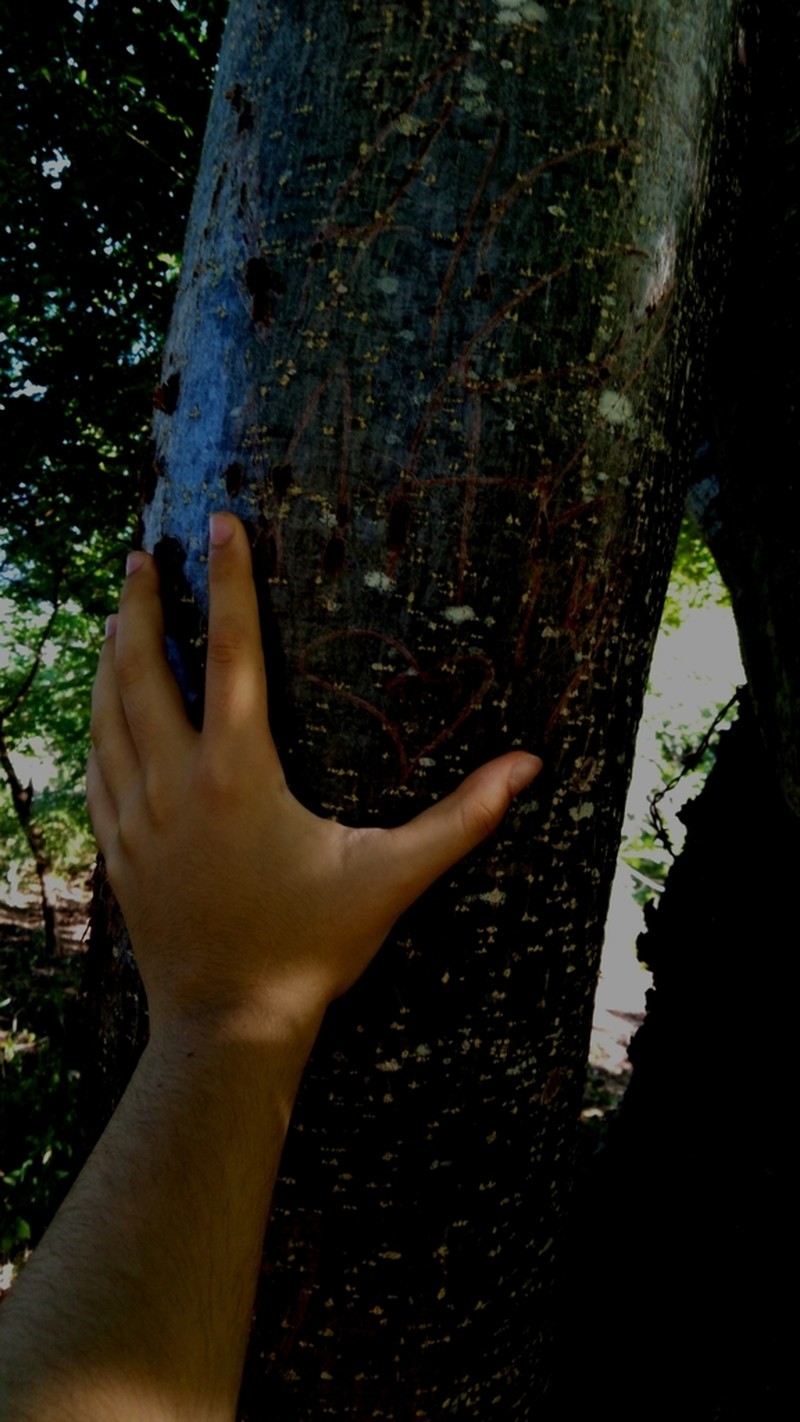 Spondias bahiensis photo 3