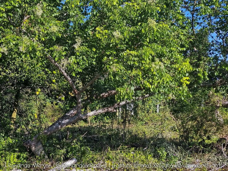 Spondias bahiensis photo 4
