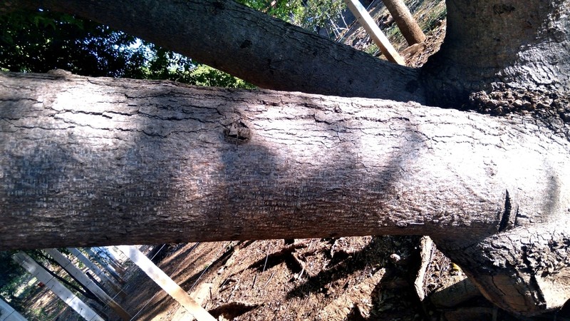 Spondias bahiensis photo 5
