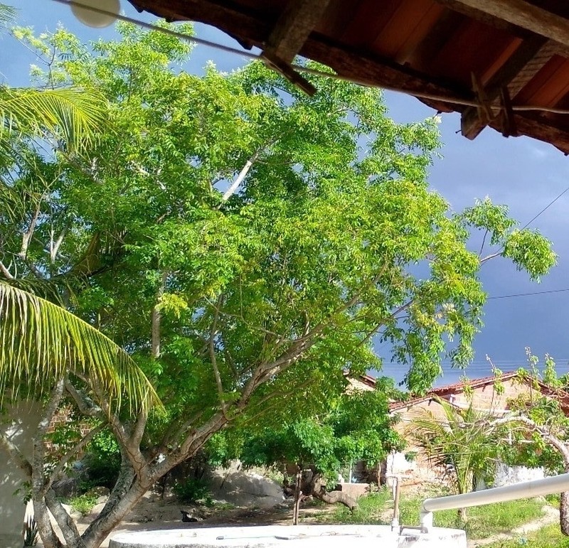 Spondias bahiensis photo 6