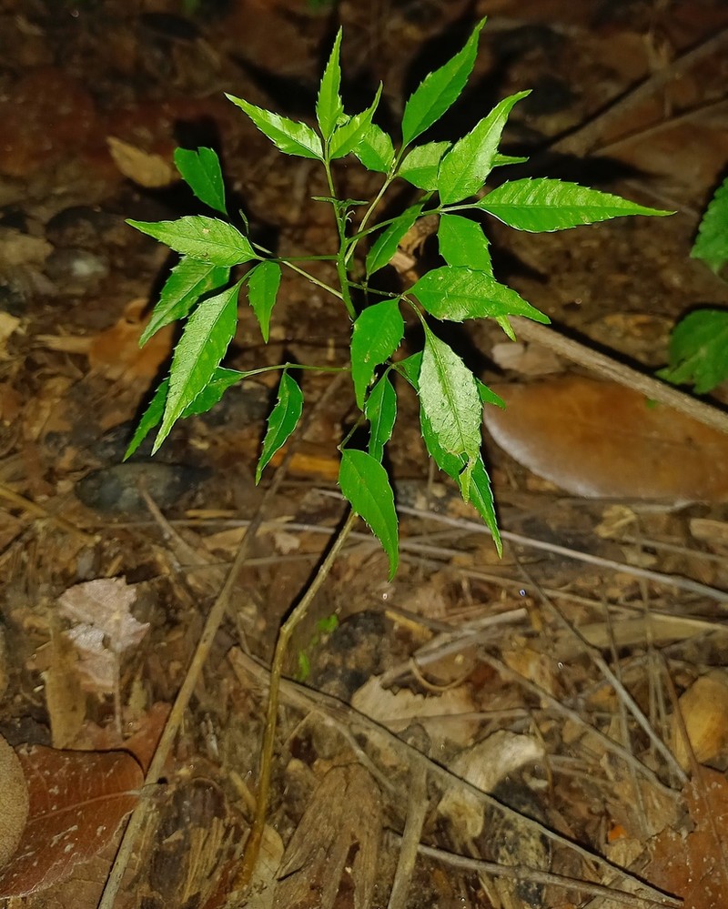 Spondias bahiensis photo 7