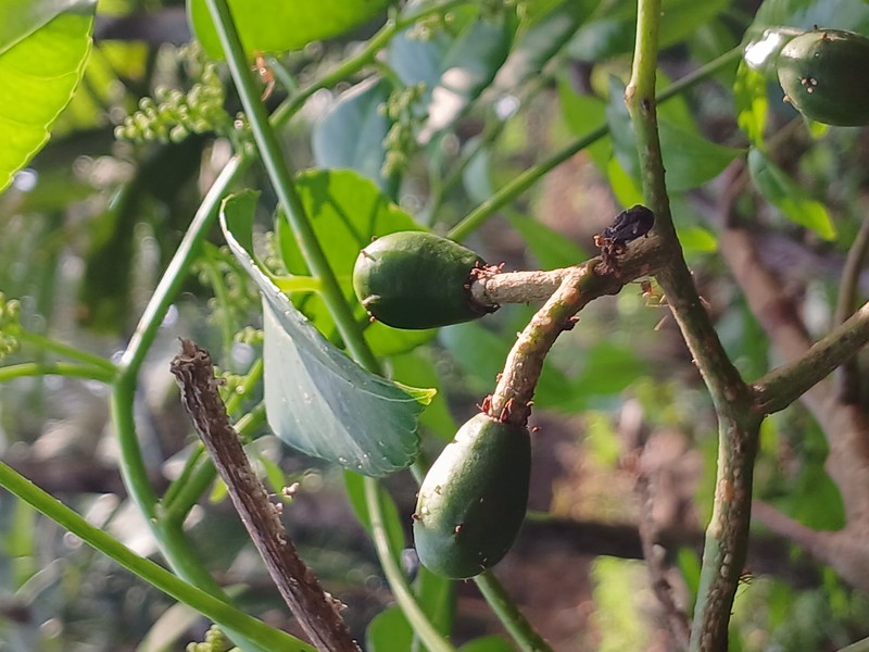 Jewish Plum photo 6