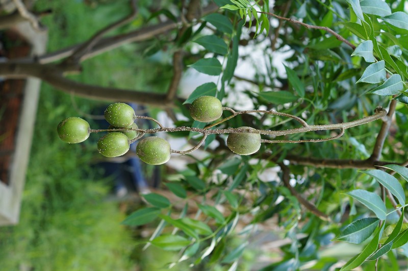 Jewish Plum photo 3