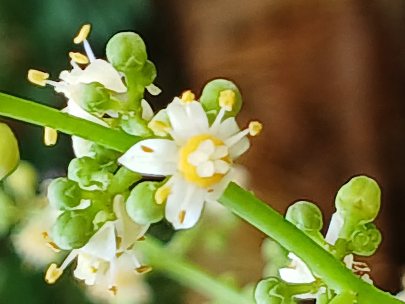 Jewish Plum photo 8