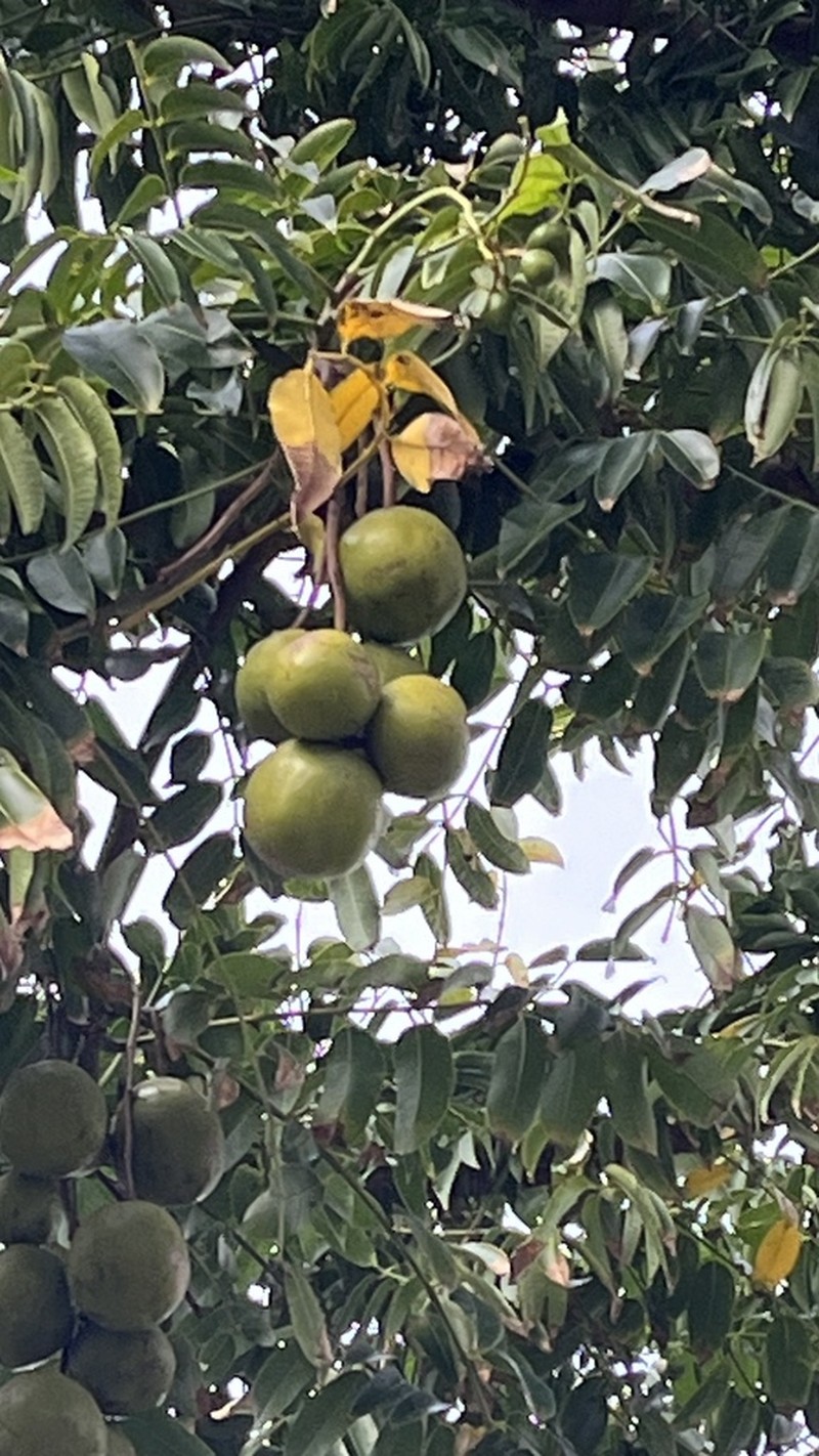 Spondias globosa