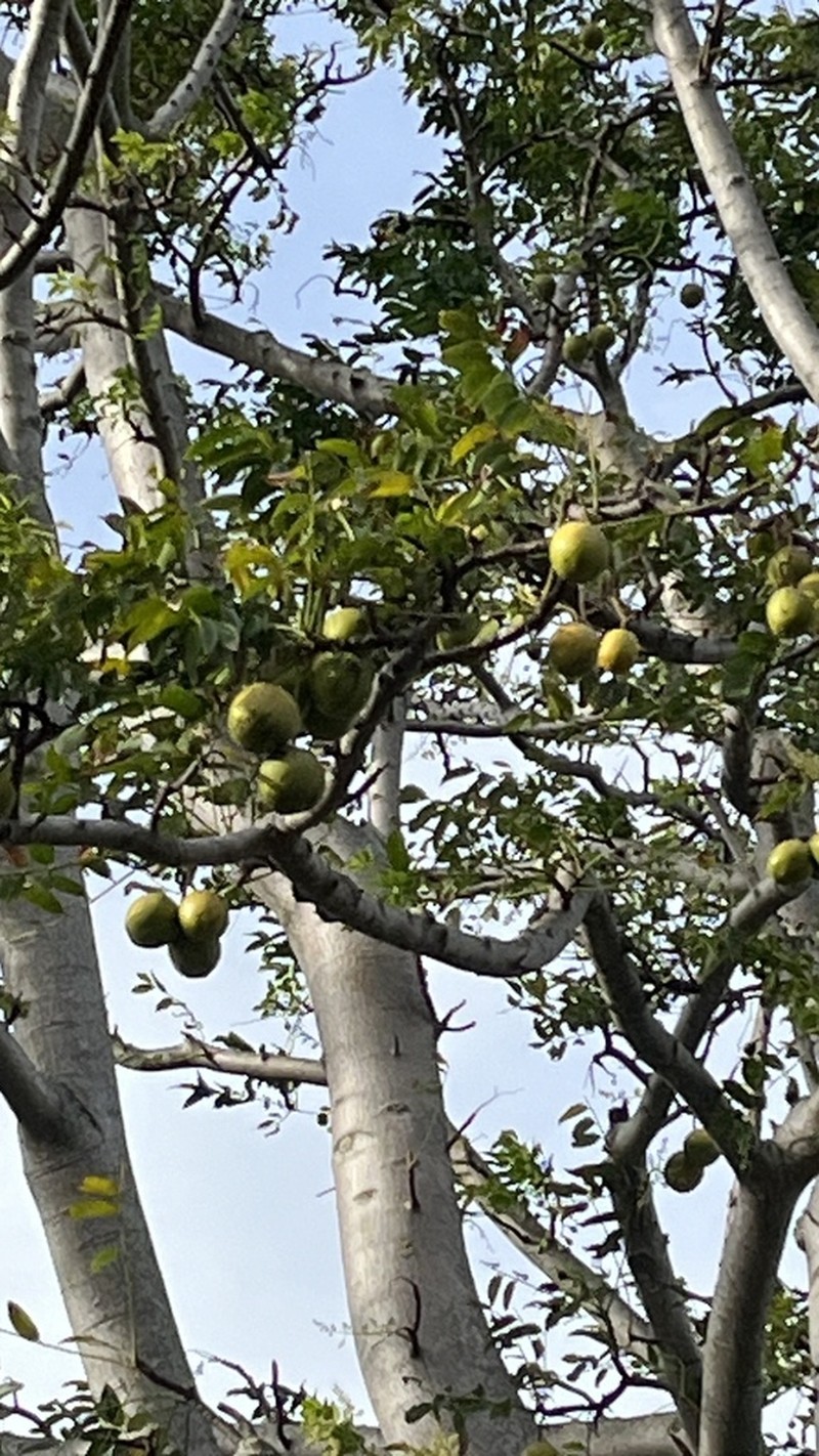 Spondias globosa photo 2