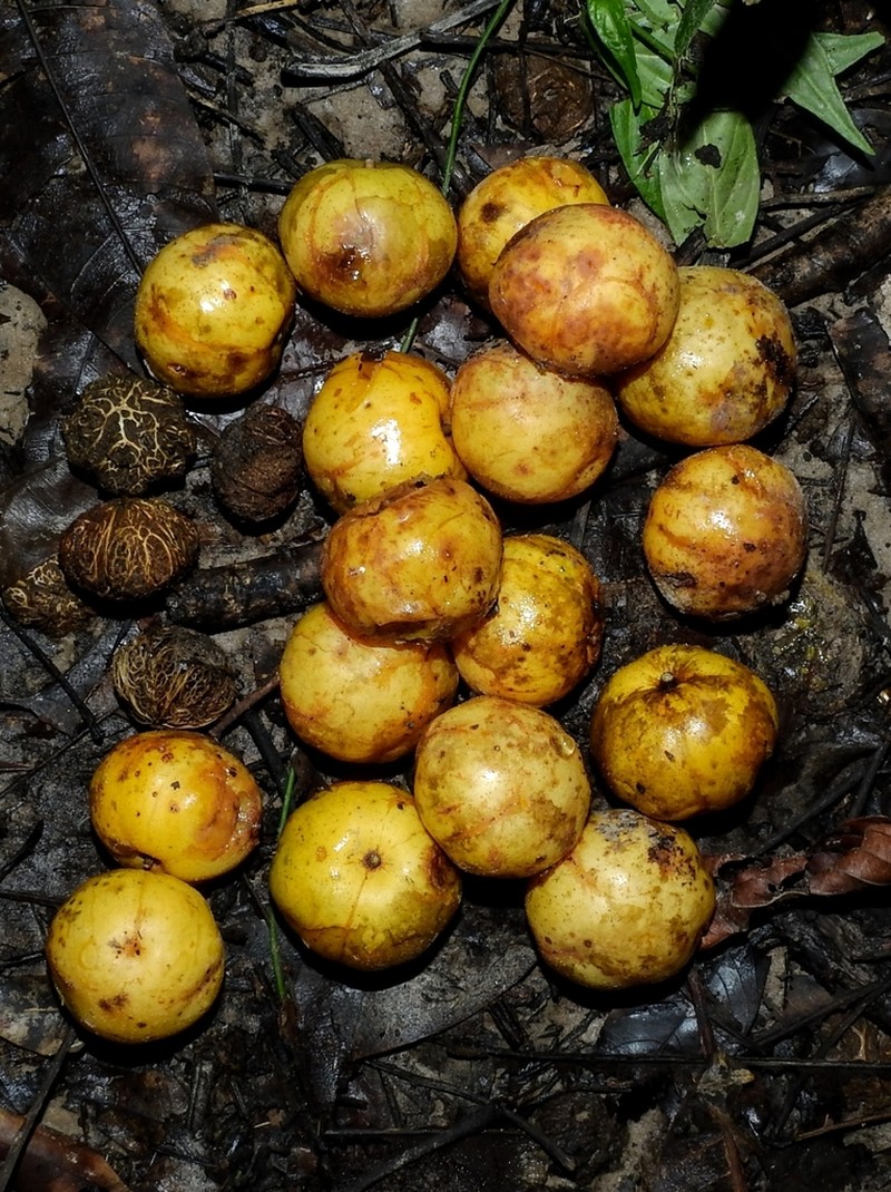Spondias globosa photo 3