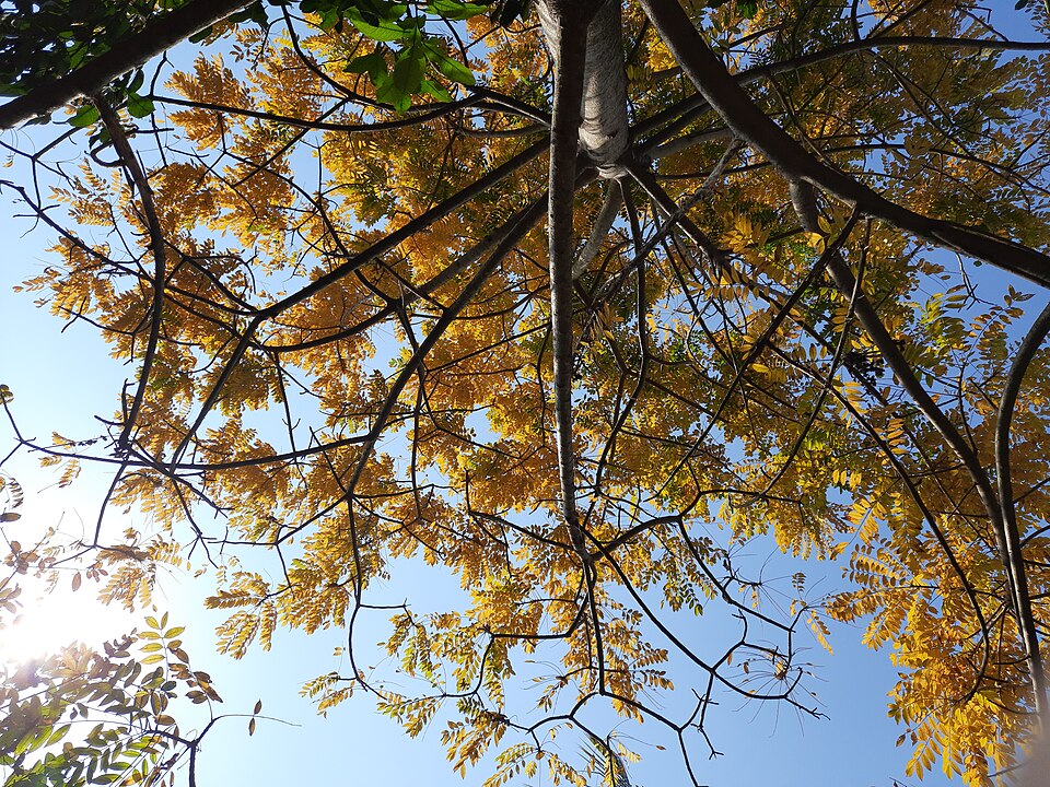 Yellow Mombin photo 6