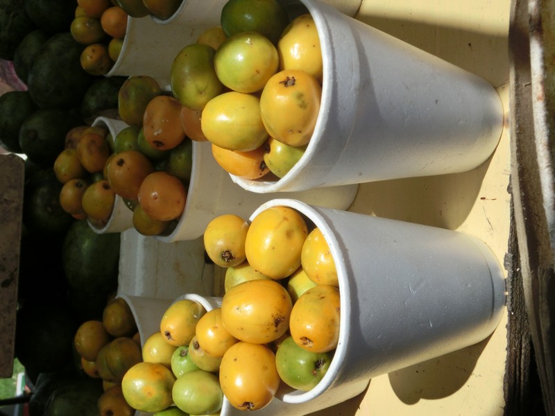 Yellow Mombin photo 8