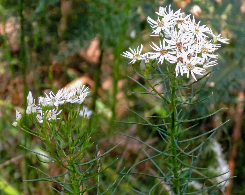 Spongotrichum glandulosum photo 2