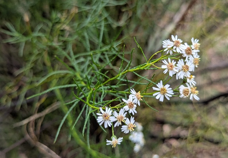 Spongotrichum glandulosum photo 3