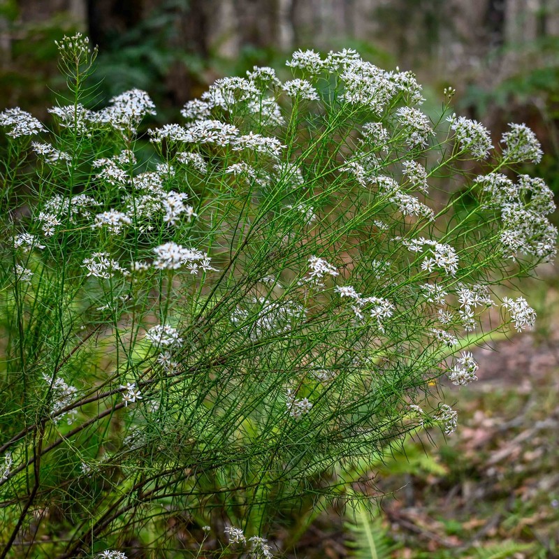 Spongotrichum glandulosum photo 4