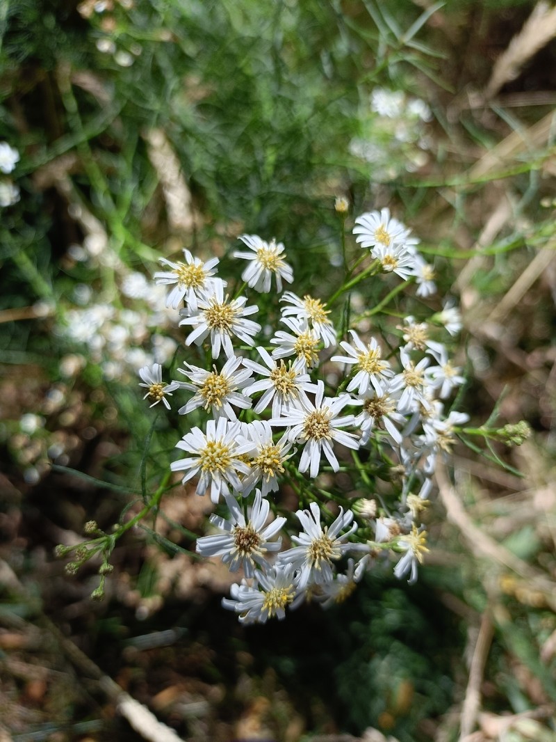 Spongotrichum glandulosum photo 5