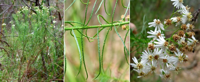 Spongotrichum glandulosum