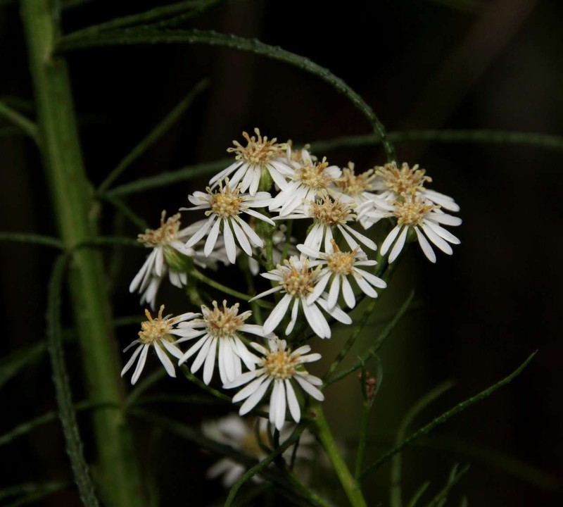 Spongotrichum glandulosum photo 6