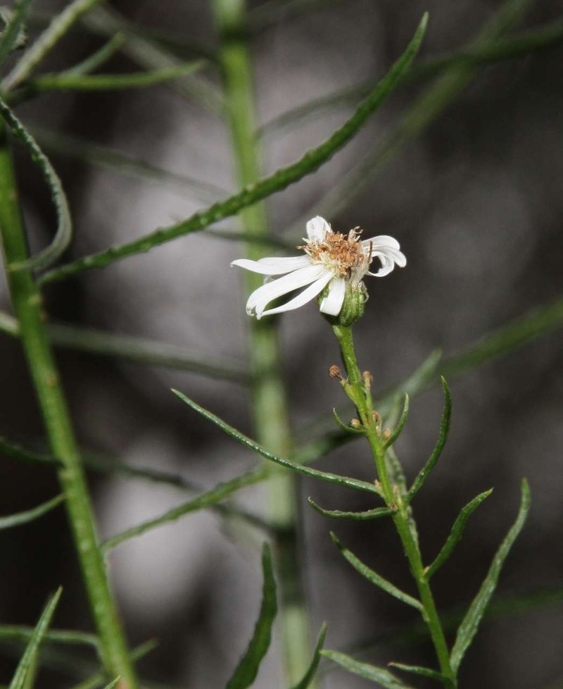 Spongotrichum glandulosum photo 7